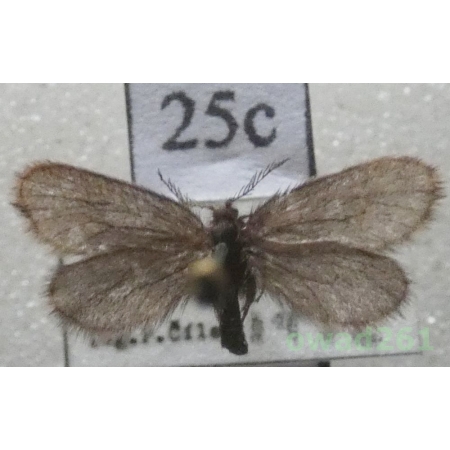 Epichnopterix plumella (Denis & Schiffermüller, 1775) Czech25c
